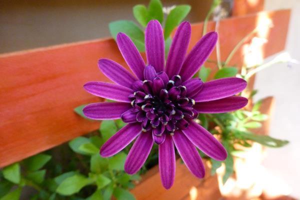 Garden Fiorella Apartment ชีนิซี ภายนอก รูปภาพ